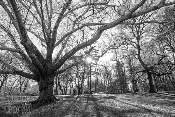 Schwarz-Weiß-HDR-Foto von einem Park. Beherrscht von einem großen Baum links vorne, durch die kahlen Äste blitzt die Sonne ins Objektiv.